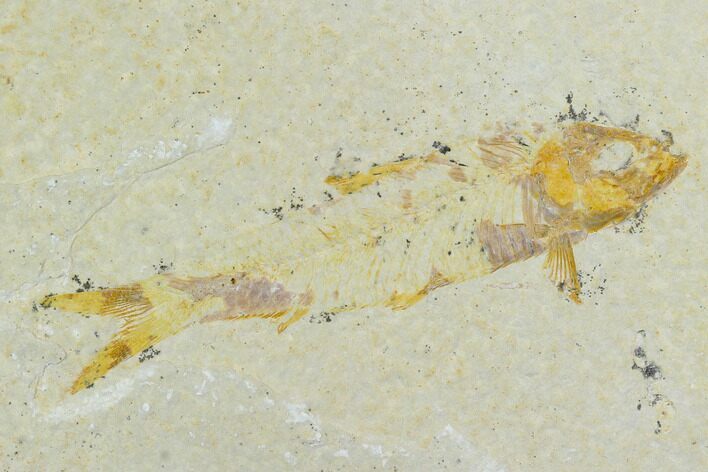 Bargain Fossil Fish (Knightia) - Wyoming #120006